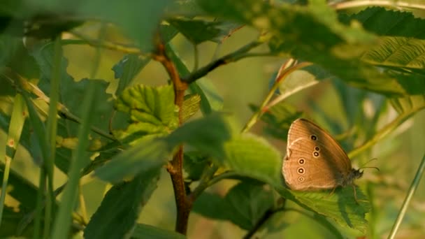 Метелик сидить на зеленій рослині влітку. Креативний. Коричневий метелик сидить на зеленому листі рослини. Макрокосмос літнього лугу — стокове відео