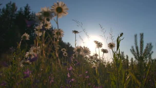 A field with sunny flowers. Creative. Beautiful little summer flowers - daisies on which the bright rays of the sun shine and which stretch up to the sun. — Stock Video