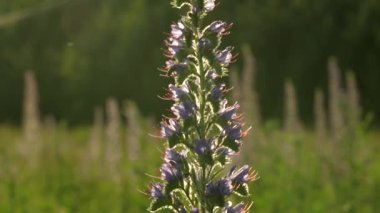 Arı otlaktaki çiçeklerden nektar toplar. Yaratıcı. Güzel arı güneşli bir günde çiçekten polen toplar. Yaz otlağının makrokozu