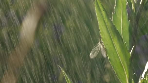 Eine Heuschrecke mit langem Schnurrbart sitzt auf dünnem grünen Gras. Kreativ. Makrofotografie, wo ein kleiner Schmied im Gras sitzt und es regnet und dann endet. — Stockvideo