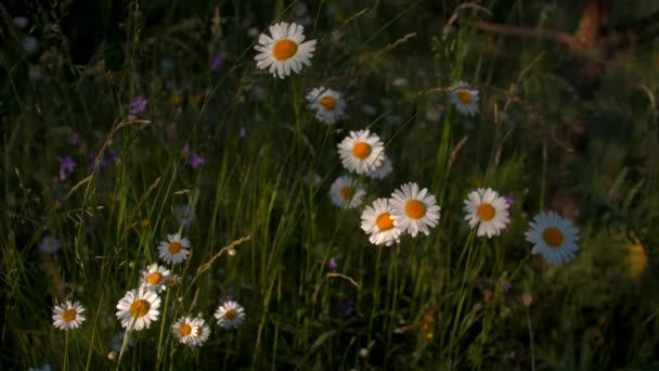 Pole se slunečnými květy. Kreativní. Krásné malé letní květiny - sedmikrásky, na kterých svítí jasné sluneční paprsky a které se táhnou až ke slunci. — Stock video