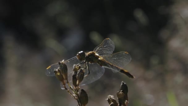 Primo piano della libellula sulla pianta. Creativo. La libellula siede su gemme chiuse di impianto durante giorno caldo. Macrocosmo di prato estivo — Video Stock