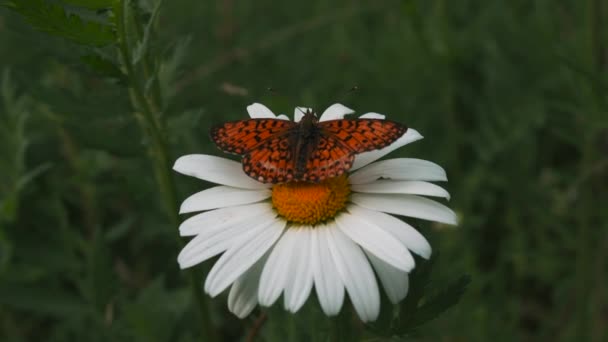 Mooie vlinder zit op madeliefje. Creatief. Helder gevlekte vlinder zit op bloem. Mooie grote vlinder zit op kamille. Schoonheid van de macrokosmos van de zomerweide — Stockvideo