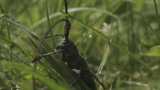 Große Heuschrecken im Gras. Kreativ. Großer schwarzer Käfer im Gras bei Regen. Käfer oder Heuschrecken sitzen bei Regen im Gras. Makrokosmos Sommerwiese — Stockvideo