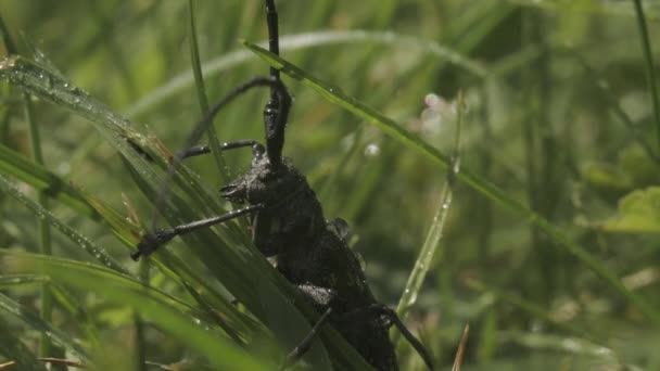 Stor gräshoppa. Kreativ. Stor svart skalbagge i gräs under regn. Skalbagge eller gräshoppa sitter i gräs i regn. Makrokosmos på sommaräng — Stockvideo