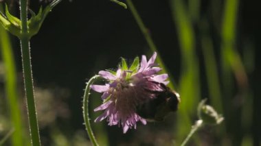 Arı otlaktaki çiçeklerden nektar toplar. Yaratıcı. Güzel arı güneşli bir günde çiçekten polen toplar. Yaz otlağının makrokozu