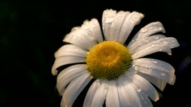 Güzel papatya çayı siyah arka planda sulanır. Yaratıcı. Yavaş su damlaları papatya çiçeğinin üzerine düşer. Su veren yaz papatyaları