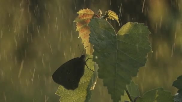 マクロ写真の雨の中で木々のクローズアップ。創造的だ。雨の中で雨のない小さな蝶が座っている木の緑の葉のクローズアップショット. — ストック動画