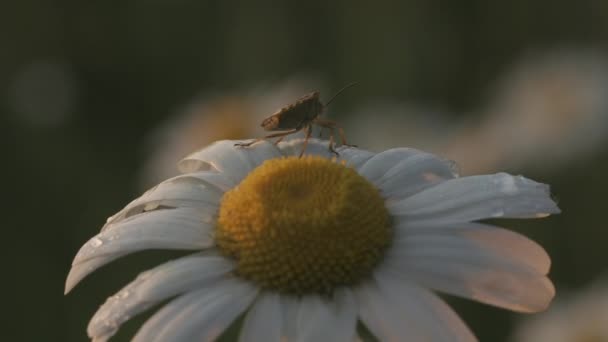 Una hermosa flor en macrofotografía. Creativo. Una margarita blanca de cerca en la que un insecto se sienta y se arrastra sobre ella y en la que pequeñas gotas de lluvia. — Vídeos de Stock