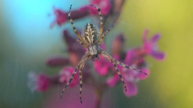 Yağmurda bir böcek. Yaratıcı. Su damlacıkları olan bir ağda oturan ilginç bir renk örümceği üzerine yağmur yağıyor, çiçekler ve örümcek ağları..