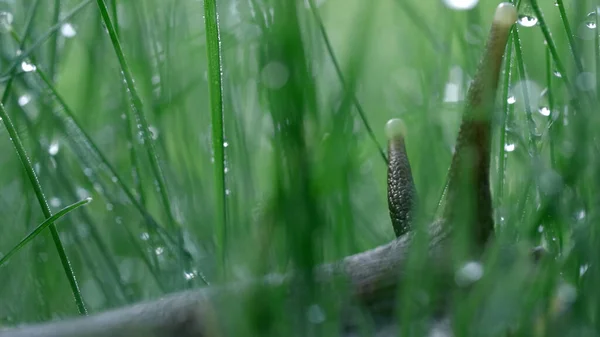 Близько до трави равлика з краплями рідкої води. Креативний. Милий равлик на літньому лузі з ранковою росою . — стокове фото