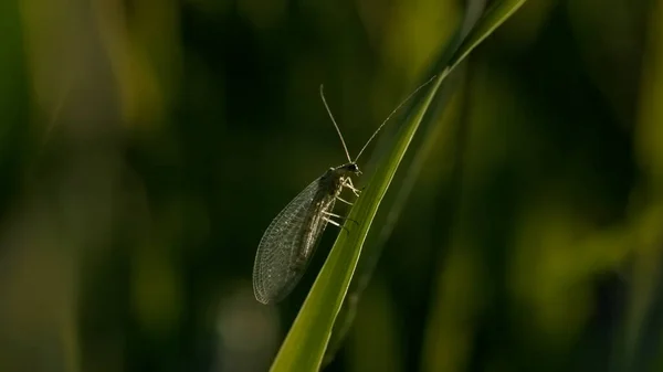 Lähellä neuroptera hyönteinen nurmikolla vihreällä kentällä. Luova. Kesän hämärtynyt tausta, vihreä kenttä auringon alla. — kuvapankkivalokuva