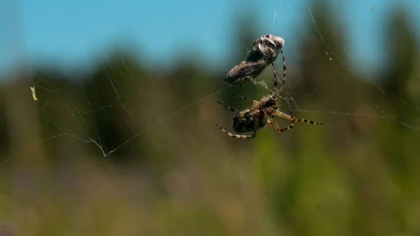 Spider web in macro photography. Krenavti. A natural web on which hangs a cocoon of insects and some tangled branches against the background of tall trees and a blue daytime sky. — Stock Fotó