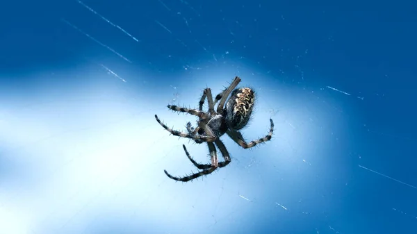 微缩摄影中的塔兰图拉，创造性的。在蓝天背景的映衬下，一只背上有漂亮图案的蜘蛛在网上重压着. — 图库照片