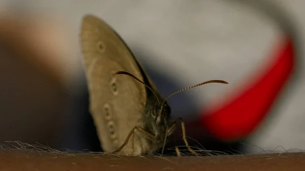Erkek kolunda oturan bir böceğe yaklaş. Yaratıcı. Bulanık arka planda insan kolundaki küçük kelebek.. — Stok fotoğraf
