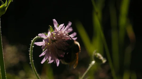 Bumblebee bebe néctar de flores jóvenes de trébol. Creativo. Primer plano del insecto en el campo de verano sobre fondo borroso. — Foto de Stock
