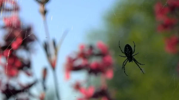 The spider is hanging on its web. Creative. A dark little spider on a web next to beautiful pink flowers in the grass. — Fotografia de Stock