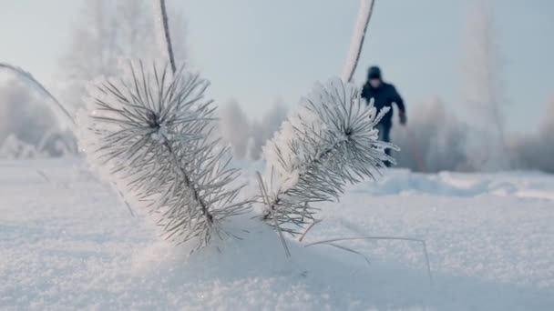En man som övar skandinavisk vandring i en vinterskog. Kreativ. En person som går genom vintern snödriva i skogen bredvid snötäckta träd mot en bakgrund av ljus sol och blå himmel. — Stockvideo