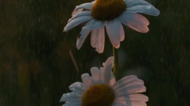 Yağmurda küçük çiçekler. Yaratıcı. Makro fotoğrafçılıkta çekilen papatyalar üzerine yağmur yağar ve küçük su damlaları kalır.