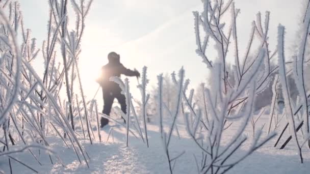 En man som övar skandinavisk vandring i en vinterskog. Kreativ. En person som går genom vintern snödriva i skogen bredvid snötäckta träd mot en bakgrund av ljus sol och blå himmel. — Stockvideo