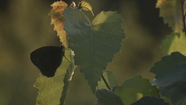 Trees close-up in the rain in macro photography. Creative. A close-up shot of green leaves of a tree on which a small butterfly with dark wings is sitting in the rain and without rain. — Stock Video