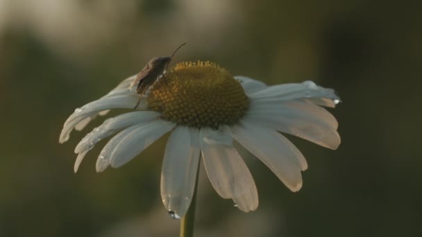 Un bel fiore in macrofotografia. Creativo. Un primo piano margherita bianca su cui si siede un insetto e striscia su di esso e su cui piccole gocce di pioggia. — Video Stock