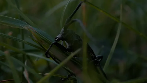 Extreme Nahaufnahme eines Insekts im grünen Gras. Kreativ. Schwarzkäfer im Sommerfeld. — Stockfoto