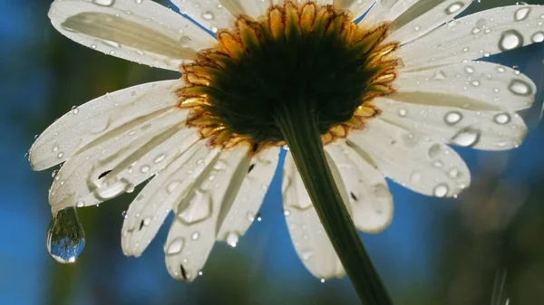 Una hermosa margarita bajo el sol. Creativo. Una flor blanca brillante bajo el sol sobre la que gotea un poco de lluvia . — Foto de Stock