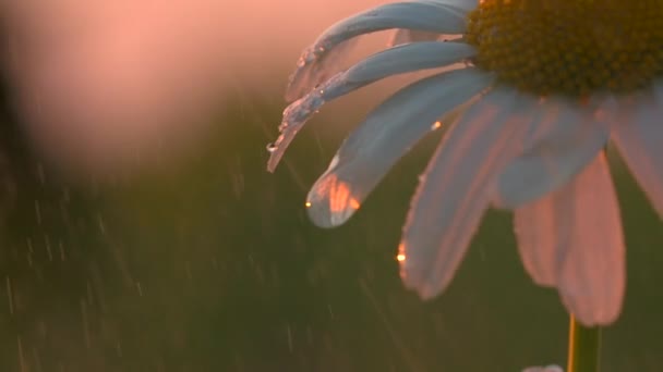 Close-up of chamomile on rainy sunny day. Creative. Beautiful raindrops falling on daisy in field. Chamomile in rays of setting sun in rain — Stock Video
