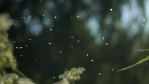 Kleine Mücken. Kreativ: Viele Fliegen kreisen um die Blumen und die Sonne scheint hell auf sie.. — Stockvideo
