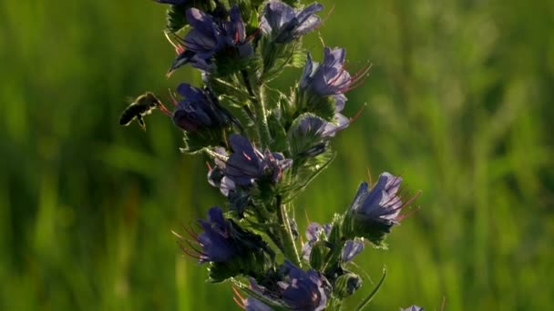 Flor púrpura. Creativo. Una hermosa flor larga junto a la cual una avispa gira y se sienta a recoger polen. — Vídeo de stock
