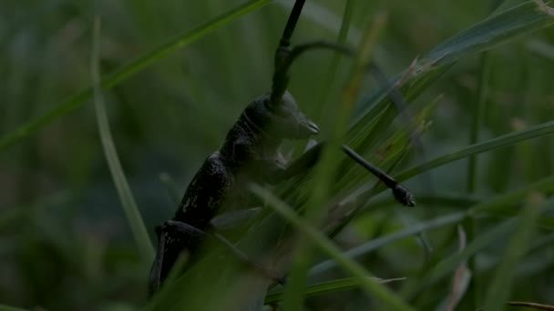 풀 속에 있는 커다란 검은 딱정벌레의 근접 사진입니다. 창의 성. 큰 메뚜기가 푸른 잔디에 앉아 있습니다. 여름 목초지에 사는 곤충들 — 비디오
