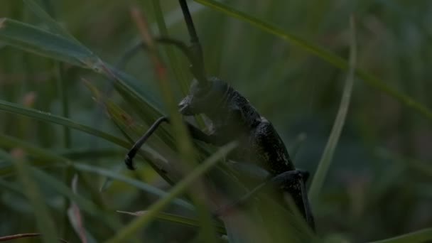 緑の草の中の昆虫の極端なクローズアップ。創造的だ。夏野の黒い甲虫. — ストック動画