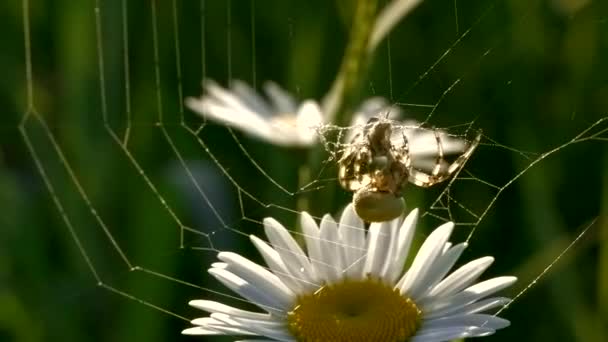 Küçük bir örümcek. Yaratıcı. Uzun bir papatyada asılı duran ve pençelerini hareket ettiren bir örümcek. — Stok video