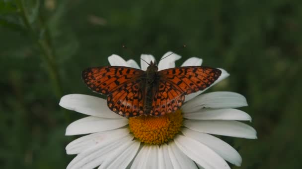 Ein Schmetterling sitzt auf einer Blume. Kreativ. Leuchtende Schmetterlinge in der Natur sitzen im Sommer auf Blumen im Gras. — Stockvideo