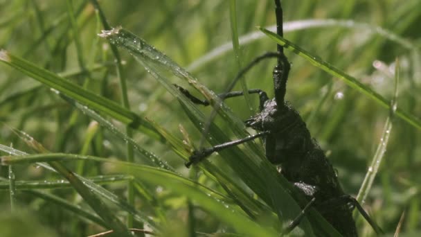 Усатая саранча в траве. Творческий подход. Большое насекомое зеленого оттенка сидит в зеленой траве, цепляясь за нее лапами.. — стоковое видео
