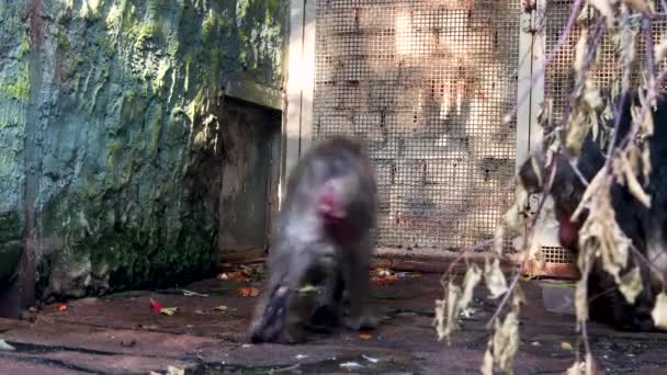 Kleine aap. Actie. Een schattig dier in een kooi gaat, verzamelt voedsel voor zichzelf en brengt het naar zijn mond — Stockvideo