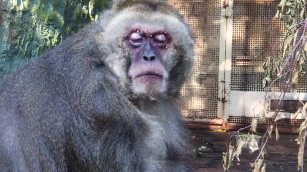 Zbliżenie smutnej małpy jedzącej jedzenie i żującej wewnątrz ptaszarni. Akcja. Słodkie zwierzę w rezerwacie, ratując koncepcję planety. — Wideo stockowe