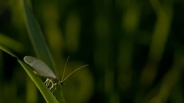 Eine kleine Motte mit durchsichtigen Flügeln. Kreativ: Ein kleiner grüner Schmetterling sitzt auf einem dicken grünen Gras und bewegt sich darauf. — Stockfoto