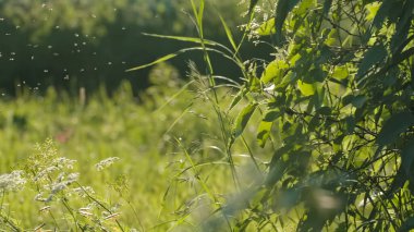 Güneşli bir günde çimlerin üzerinde uçan bir cüce sürüsü. Yaratıcı. Bir sürü cüce güneş ışınlarının arka planında çayırlarda uçuyor. Yaz otlağının makrokozu. Böcekler