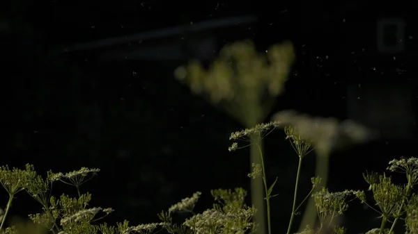 Hejno pakoňů. Kreativní. Filmový malý hmyz kroužící kolem trávy s květinami s jasnými paprsky slunce. — Stock fotografie