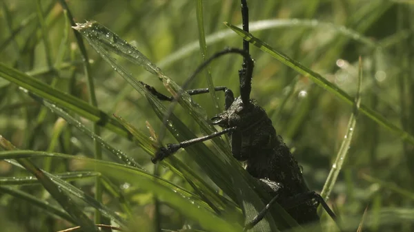 풀 속의 큰 메뚜기입니다. 창의 성. 비가 오는 동안에 풀을 뜯는 커다란 검은 딱정벌레입니다. 비가 오면 딱정벌레나 메뚜기가 풀 속에 앉아 있다. 여름 목초지의 매크로 코 즘 — 스톡 사진