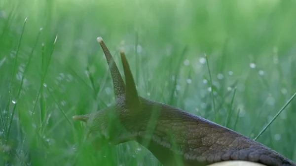 Egy csiga ül a zöld nyári fűben. Kreatív. Egy hosszú, vastag bajuszú rovar ül a fűben, amelyen kis esőcseppek vannak.. — Stock Fotó