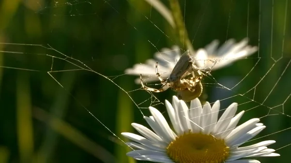 クモは繭を網で編む。創造的だ。大きな野生のクモの料理は、 Web上で調理します。クモの被害者とWeb上で繭。夏の牧草地で晴れた日のMacrocosm — ストック写真
