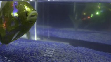 Akvaryumda robot balık. HDR. Suda parlayan ve parlayan balıklar. Akvaryumda yüzen siber balıklar. En son robot hayvan modelleri oluşturuluyor