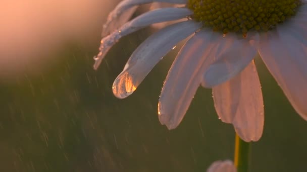 Yağmurda küçük çiçekler. Yaratıcı. Makro fotoğrafçılıkta çekilen papatyalar üzerine yağmur yağar ve küçük su damlaları kalır. — Stok video