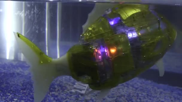 Balık robot akvaryumda yüzüyor, aktif olarak kuyruğunu sallıyor ve farklı renklerde parıldıyor. HDR. Robot hayvan suyun altında yüzüyor.. — Stok video