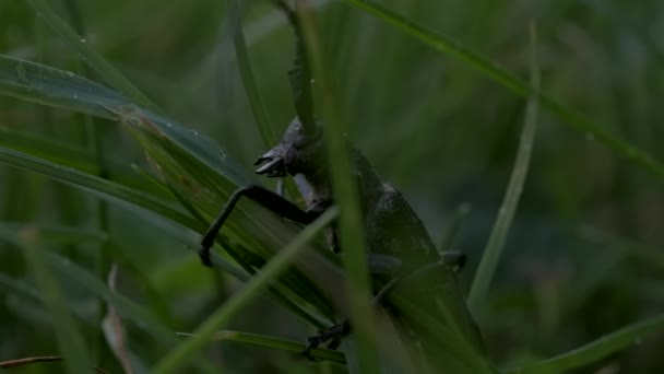 Un gran saltamontes con un bigote largo sentado en la hierba. Creativo. Un gran insecto verde con largos bigotes sentado en la hierba bajo una lluvia casi imperceptible. — Vídeo de stock