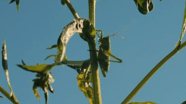 Detailní záběr kobylky sedící na trávě. Kreativní. Kobylka nebo kobylka sedí na zeleném stonku rostliny. Kobylka sedí na trávě na pozadí modré oblohy. Makrokosmos letní louky — Stock fotografie