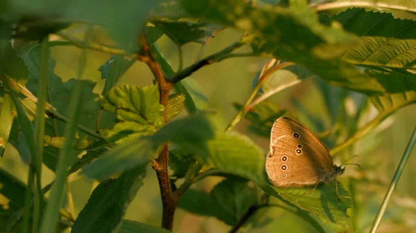 Schmetterling sitzt im Sommer auf einer grünen Pflanze. Kreativ. Braune Schmetterling sitzt auf grünen Blättern der Pflanze. Makrokosmos Sommerwiese — Stockfoto